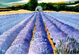 1998 06-Champ de lavandes